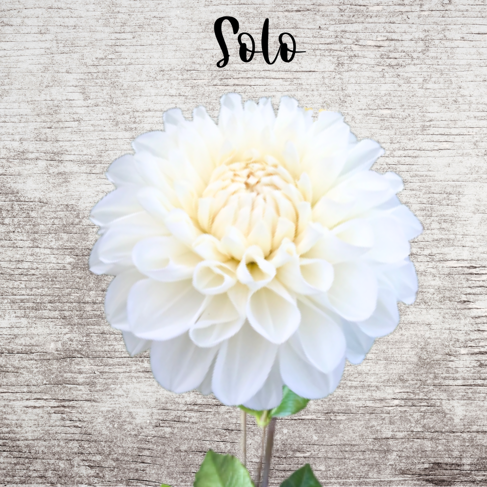 Solo Dahlia Tuber