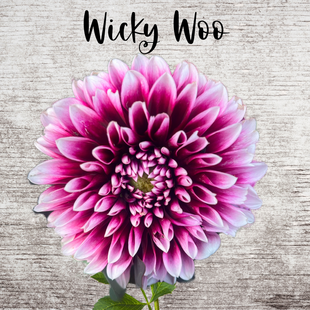 Wicky Woo Dahlia Tuber
