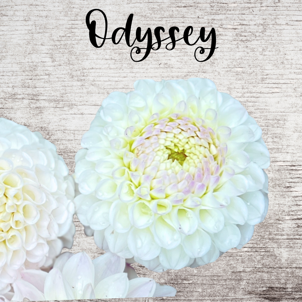 Odyssey Dahlia Tuber