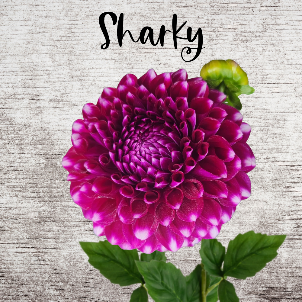 Sharky Dahlia Tuber