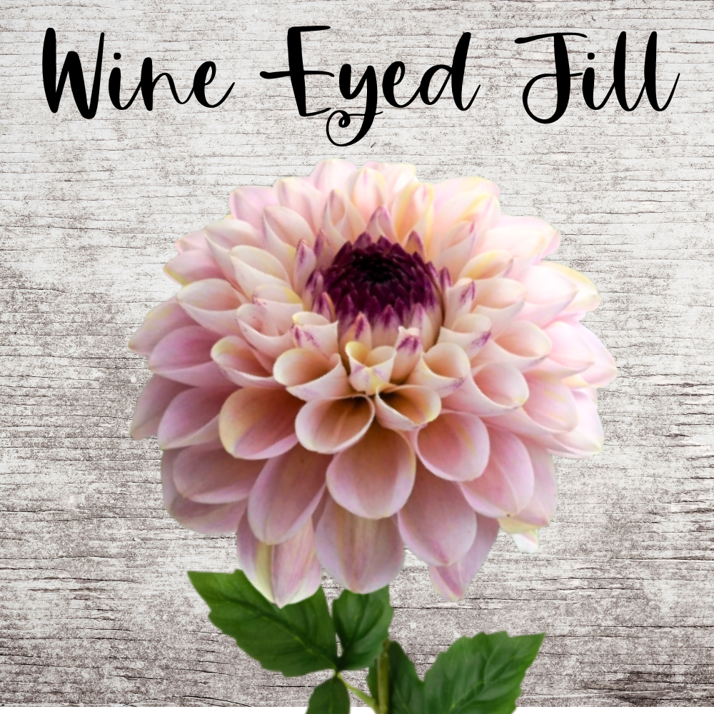 Wine Eyed Jill Dahlia Tuber