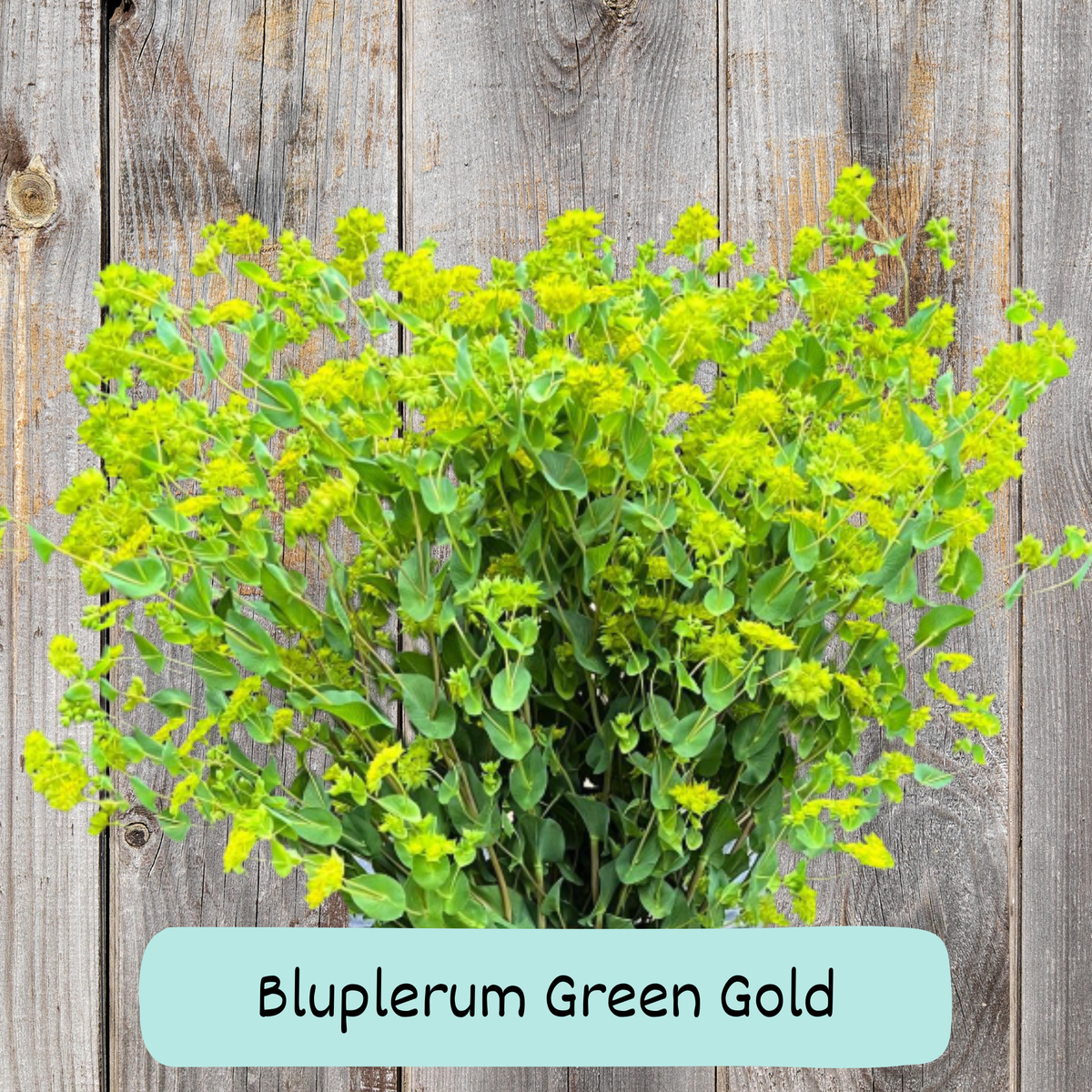 Blupluerum "Green Gold" Seeds