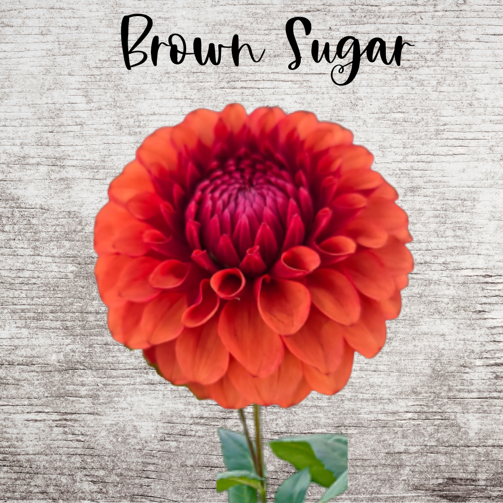 Brown Sugar Dahlia Tuber