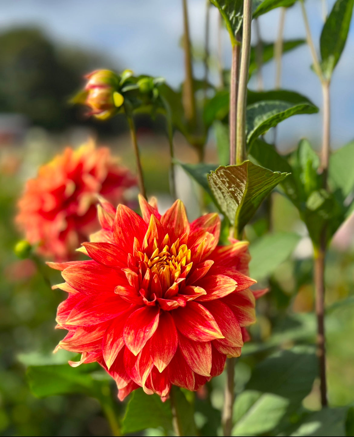 Dazzling Sun Dahlia