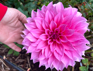 Arthur Hambley Dahlia Tuber