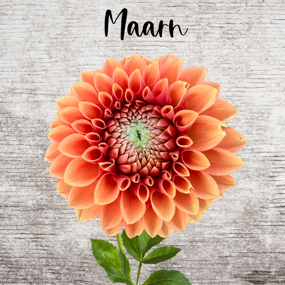 Maarn Dahlia Tuber