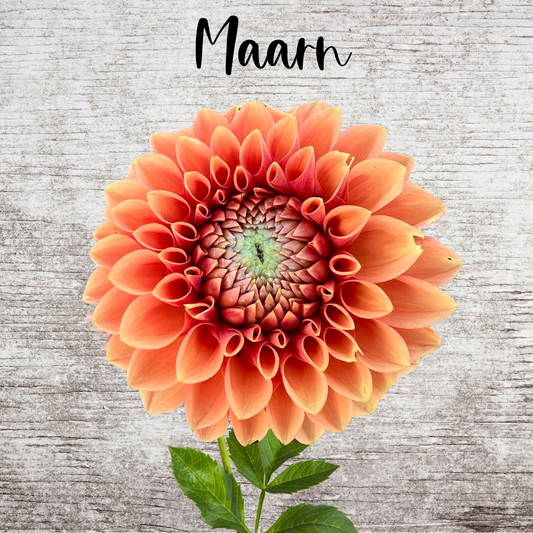 Maarn Dahlia Tuber