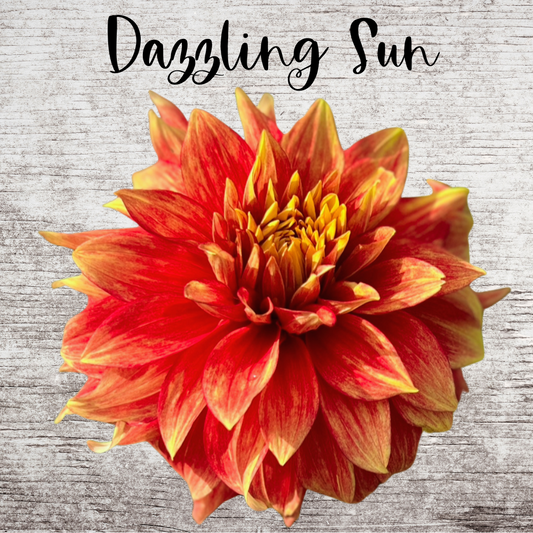 Dazzling Sun Dahlia