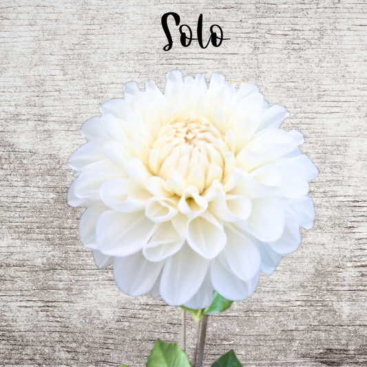 Solo Dahlia Tuber
