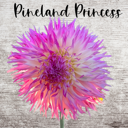 Pineland Princess Dahlia Tuber