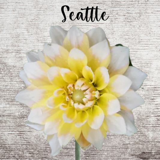 Seattle Dahlia Tuber