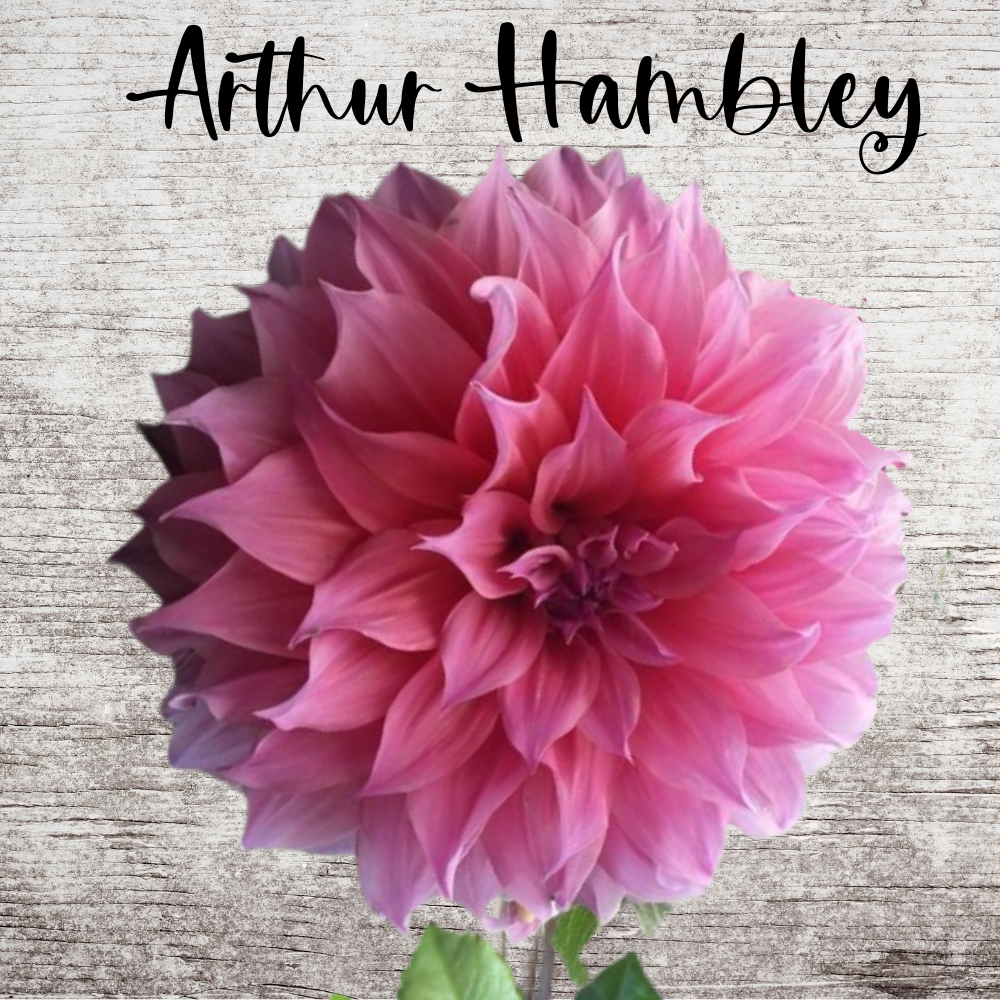 Arthur Hambley Dahlia Tuber