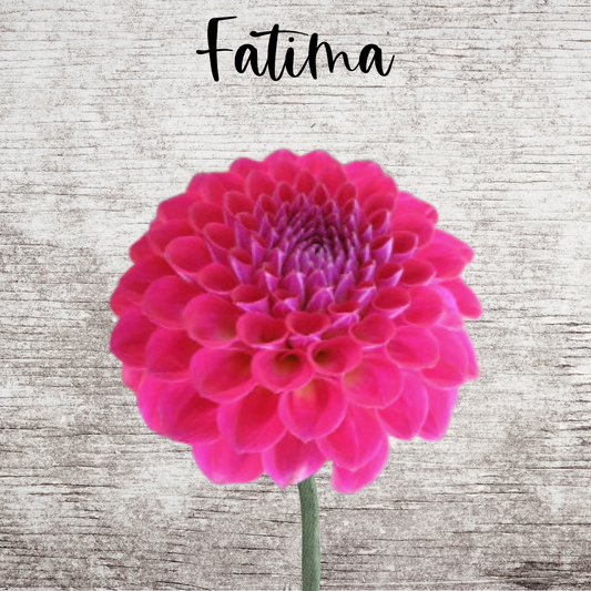 Fatima Dahlia Tuber