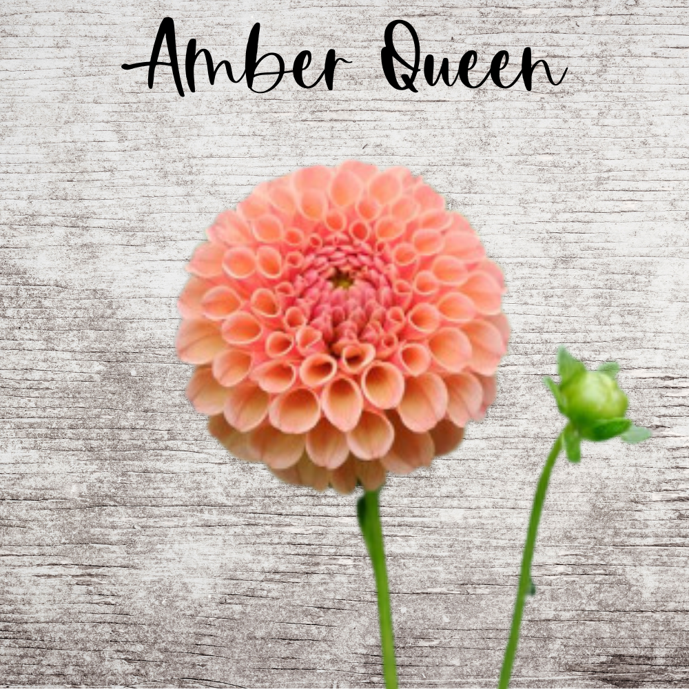 Amber Queen Dahlia Tuber