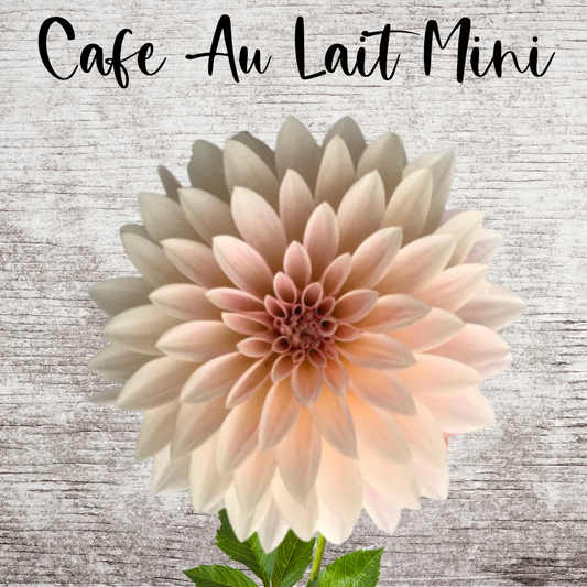 Cafe Au Lait Mini Dahlia Tuber