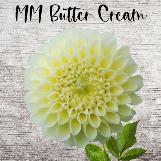 MM Buttercream Dahlia Tuber
