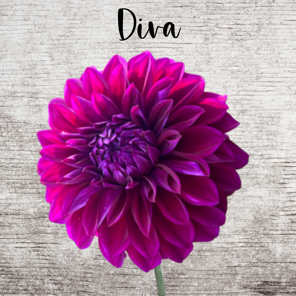 Diva Dahlia Tuber