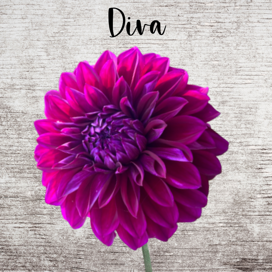 Diva Dahlia Tuber