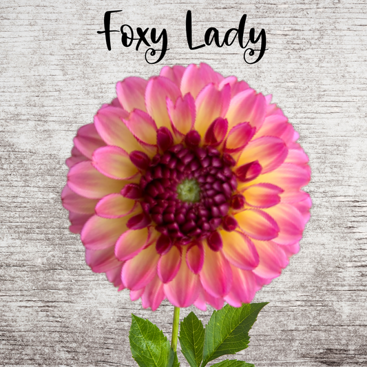 Foxy Lady