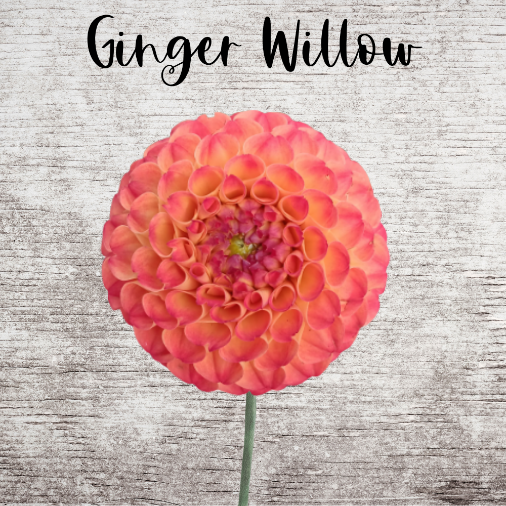 Ginger Willow Dahlia Tuber