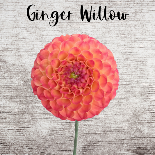 Ginger Willow Dahlia Tuber