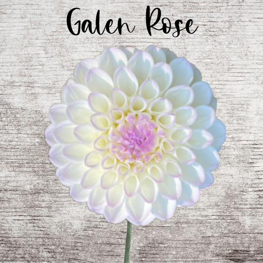 Galen Rose Dahlia Tuber