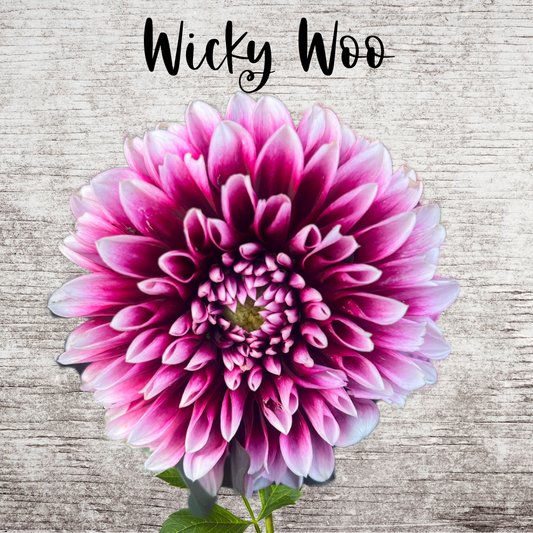 Wicky Woo Dahlia Tuber