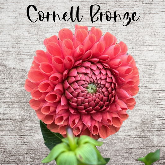Cornell Bronze