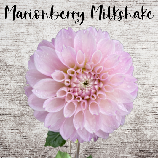 Marionberry Milkshake Dahlia Tuber