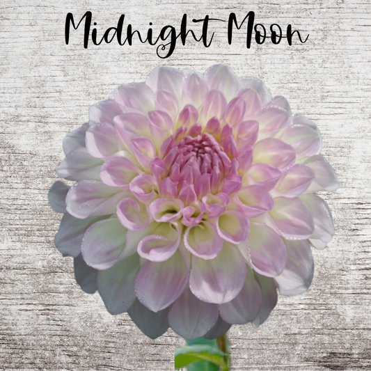 Midnight Moon Dahlia