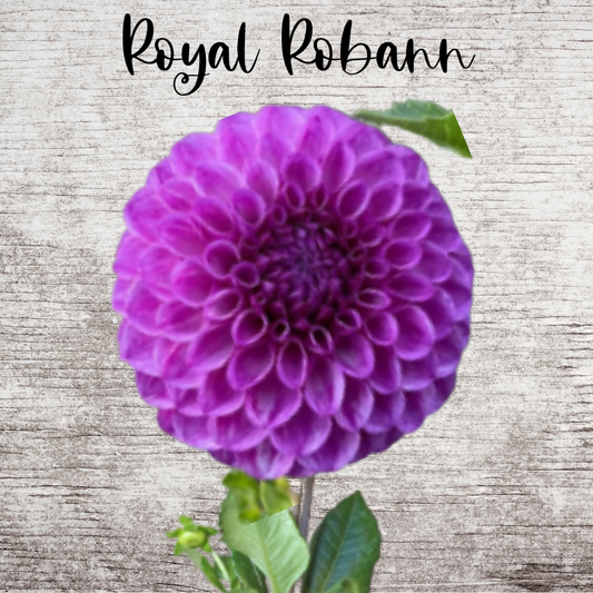 Robann Royal Dahlia Tuber