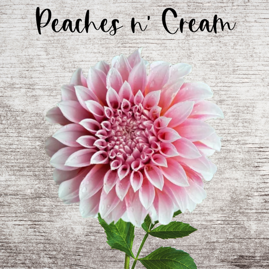 Peaches and Cream Dahlia Tuber