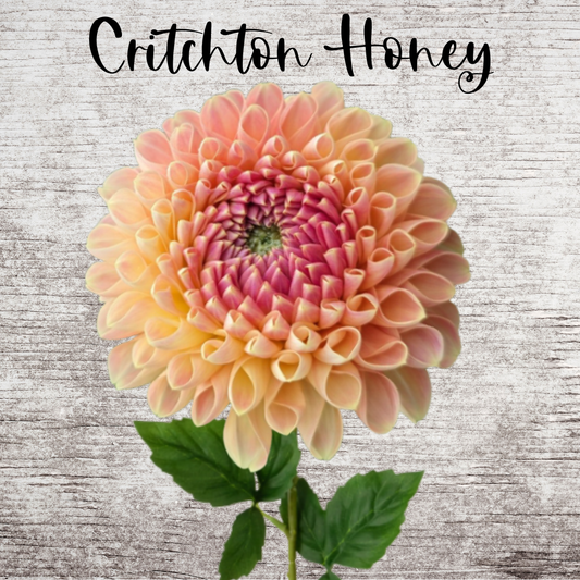 Critcton Honey Dahlia Tuber