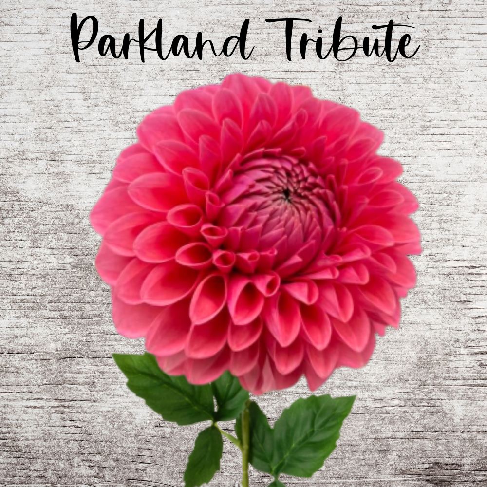 Parkland Tribute Dahlia Tuber