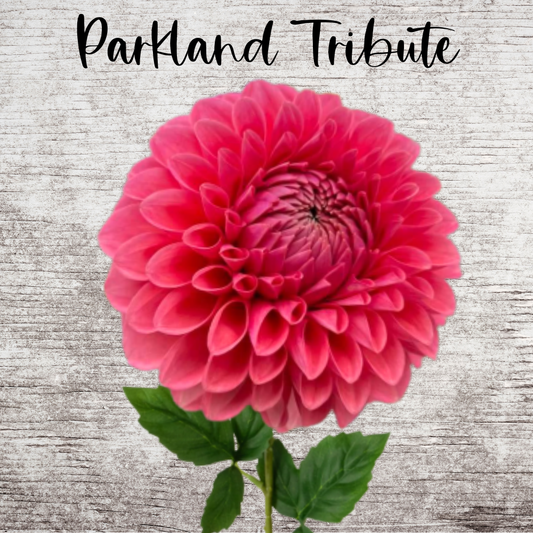 Parkland Tribute Dahlia Tuber