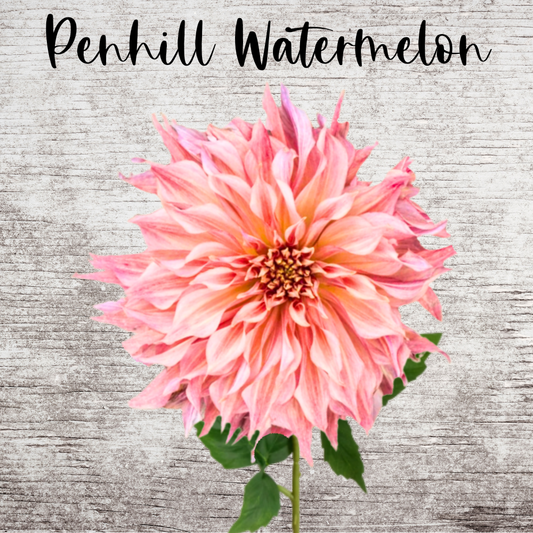 Penhill Watermelon