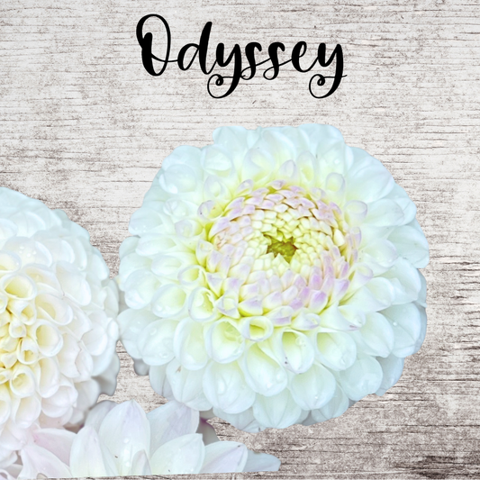 Odyssey Dahlia Tuber