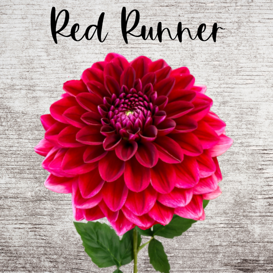 Red Runner Dahlia Tuber
