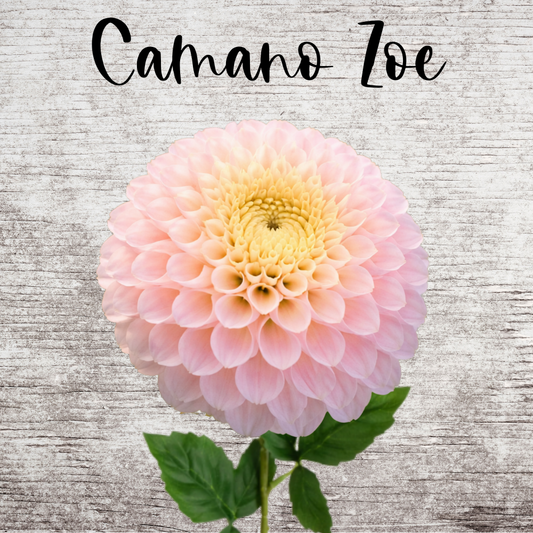 Camano Zoe Dahlia Tuber