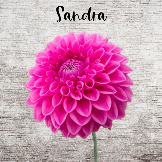 Sandra Dahlia Tuber
