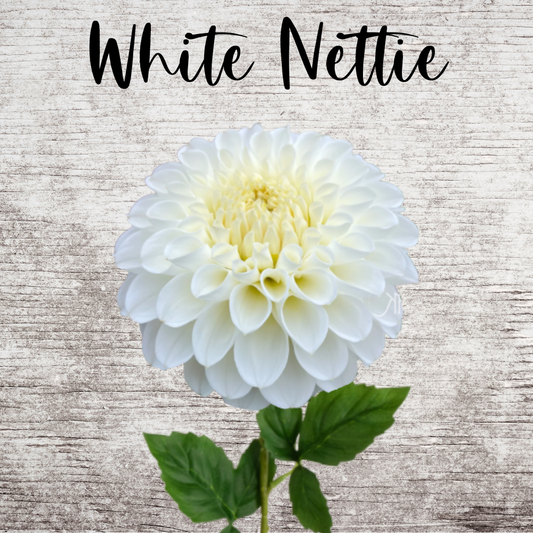 White Nettie Dahlia Tuber