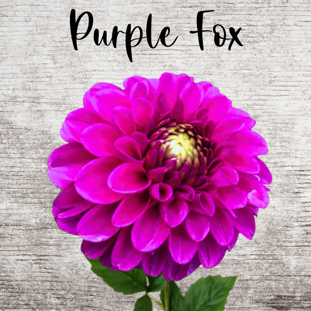 Purple Fox Dahlia Tuber