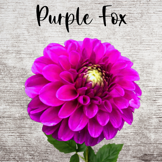 Purple Fox Dahlia Tuber