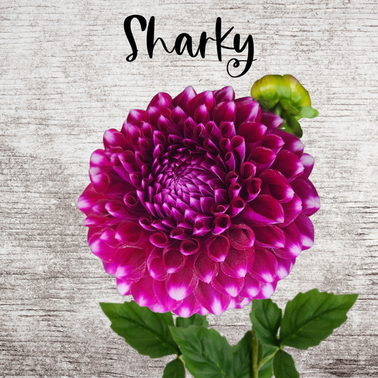 Sharky Dahlia Tuber