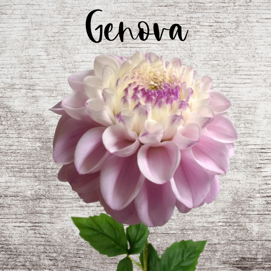 Genevo Dahlia Tuber