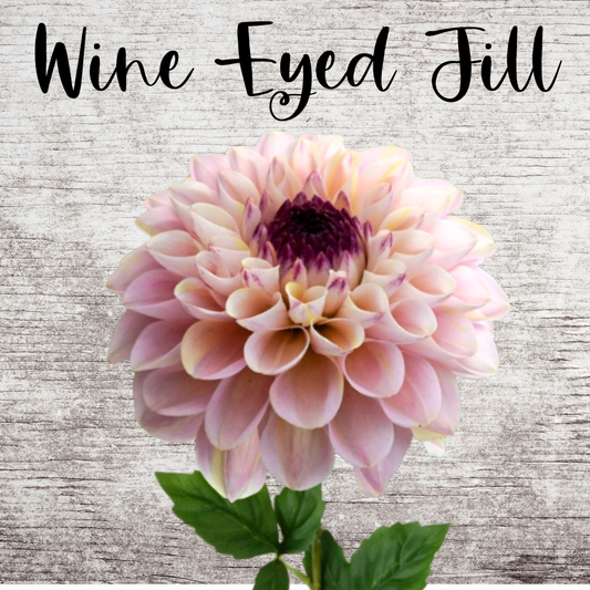 Wine Eyed Jill Dahlia Tuber