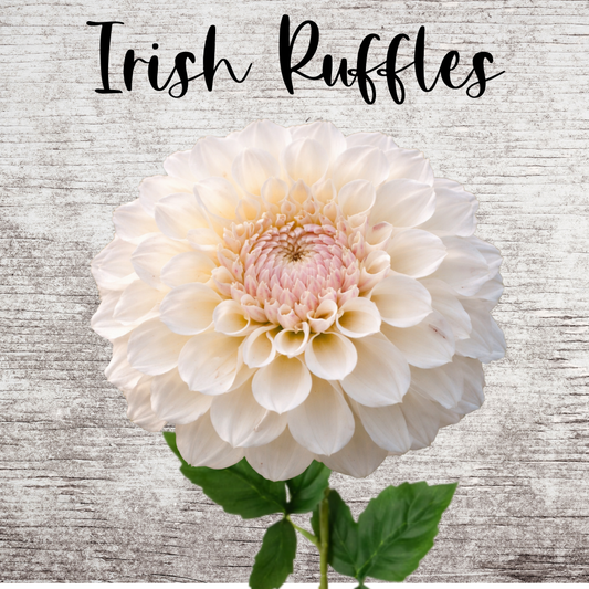 Irish Ruffles Dahlia Tuber