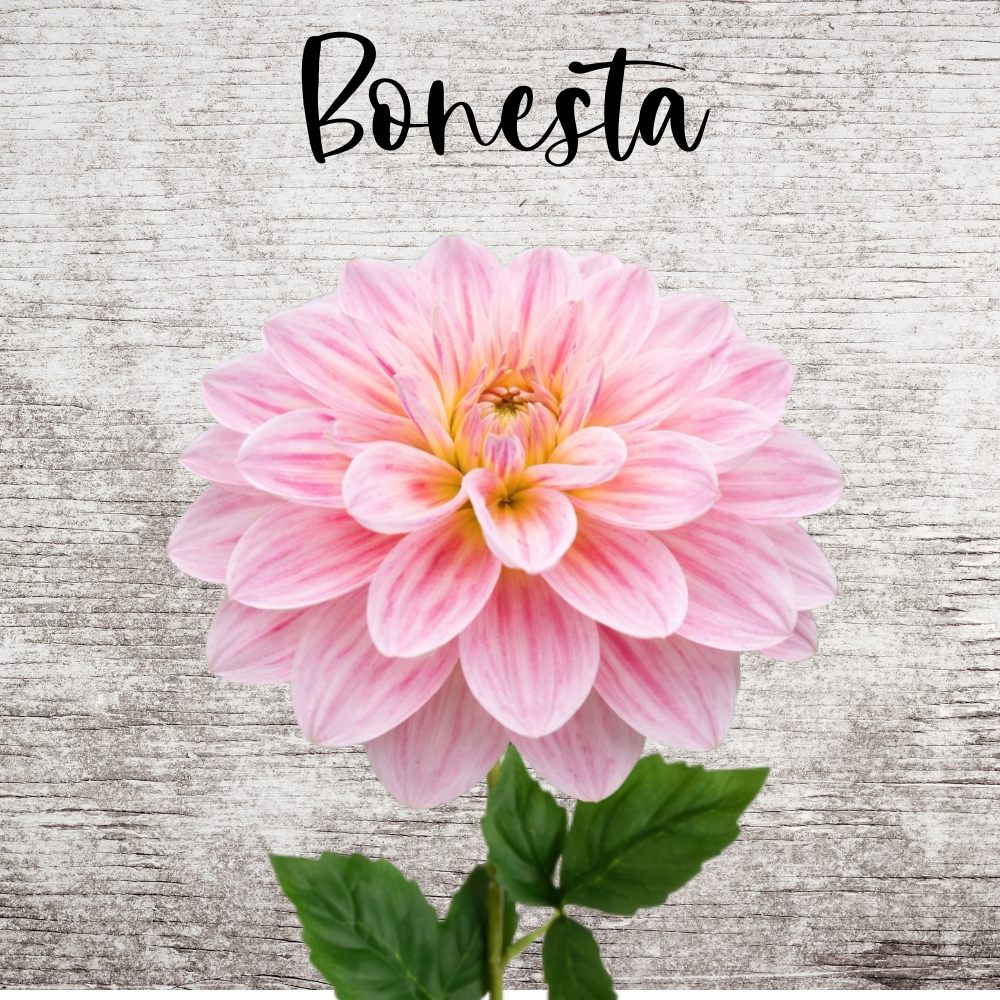 Bonesta Dahlia Tuber