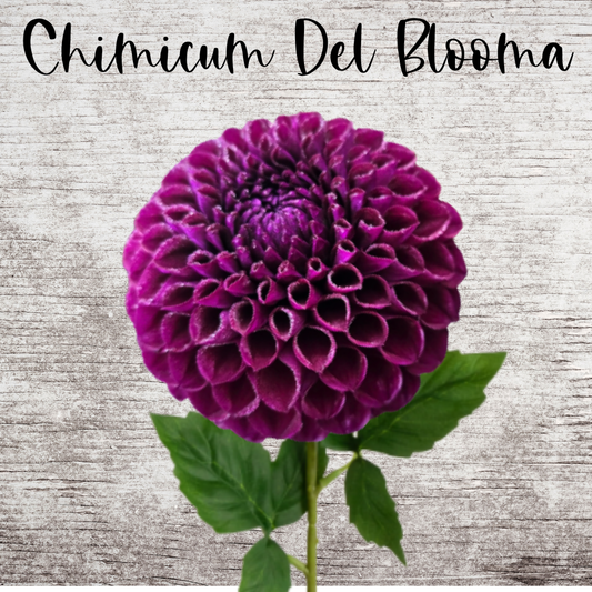 Chimicum Del Blomma Dahlia Tuber
