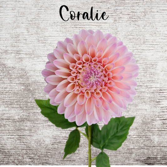 Coralie Dahlia Tuber